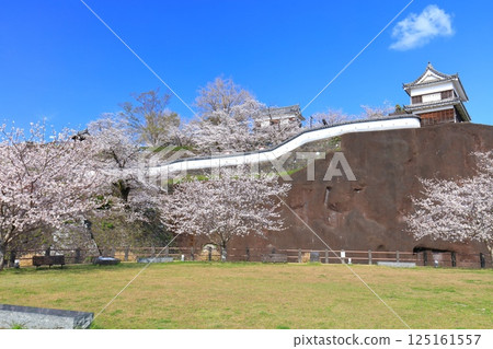 【大分縣】晴朗天氣下的臼杵城與盛開的櫻花（臼杵城址櫻花節） 125161557