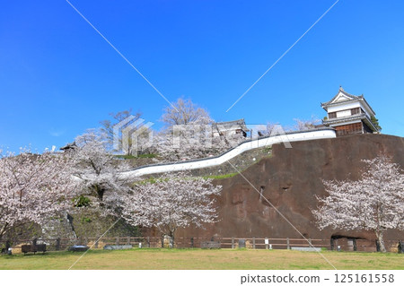 【大分縣】晴朗天氣下的臼杵城與盛開的櫻花（臼杵城址櫻花節） 125161558