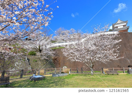 [Oita Prefecture] Usuki Castle on a clear day and cherry blossoms in full bloom (Usuki Castle Site Cherry Blossom Festival) 125161565