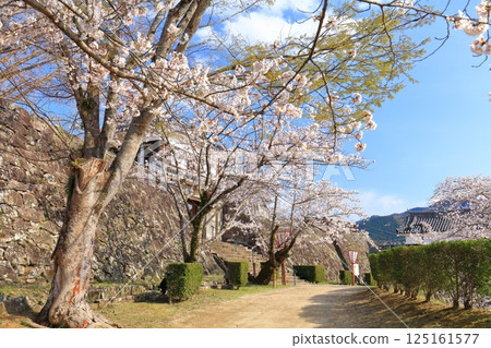 【大分縣】晴朗天氣下的臼杵城與盛開的櫻花(臼杵城址櫻花節) 【大分縣】晴朗天氣下的臼杵城與盛開的櫻花(臼杵城址櫻花節) 125161577