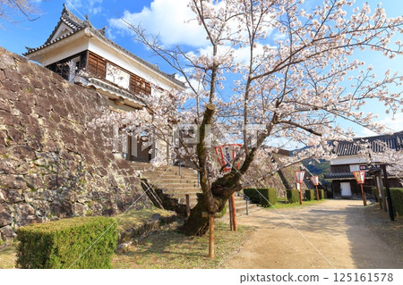 【大分縣】晴朗天氣下的臼杵城與盛開的櫻花（臼杵城址櫻花節） 125161578