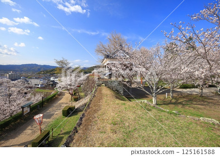 【大分縣】晴朗天氣下的臼杵城與盛開的櫻花（臼杵城址櫻花節） 125161588