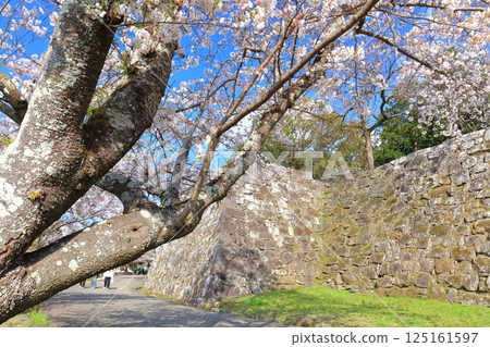 [Oita Prefecture] Usuki Castle on a clear day and cherry blossoms in full bloom (Usuki Castle Site Cherry Blossom Festival) 125161597