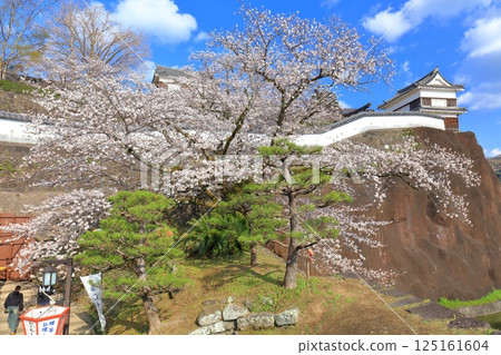 【大分縣】晴朗天氣下的臼杵城與盛開的櫻花（臼杵城址櫻花節） 125161604