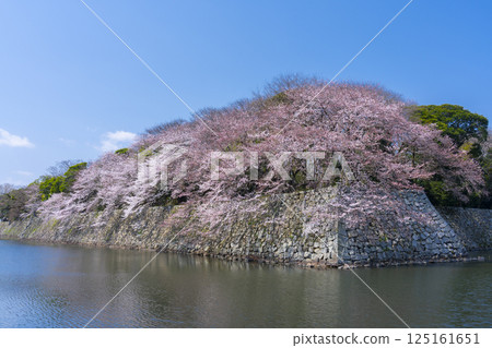 The outer moat of Hikone Castle covered in cherry blossoms in full bloom 125161651