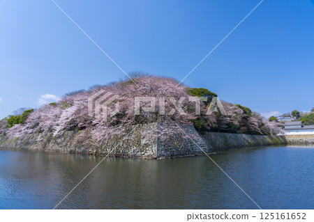 The outer moat of Hikone Castle covered in cherry blossoms in full bloom 125161652