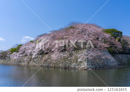 彥根城外護城河盛開的櫻花 125161655