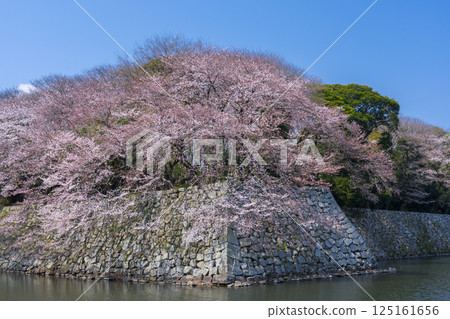 The outer moat of Hikone Castle covered in cherry blossoms in full bloom 125161656