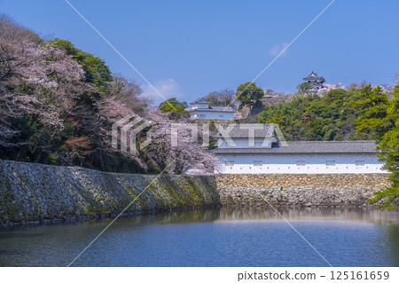 The outer moat of Hikone Castle covered in cherry blossoms in full bloom 125161659