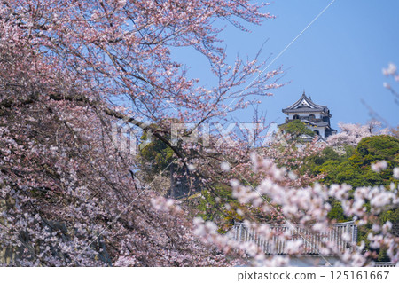 彥根城櫻花盛開 彥根城櫻花盛開 125161667