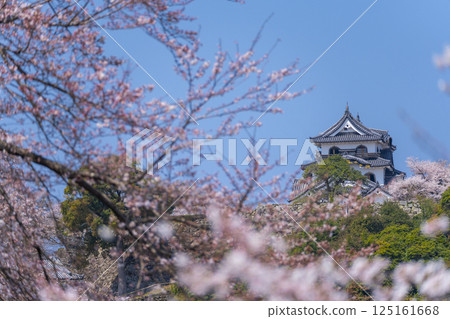 彥根城櫻花盛開 125161668