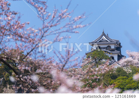 Hikone Castle covered in cherry blossoms in full bloom Hikone Castle covered in cherry blossoms in full bloom 125161669