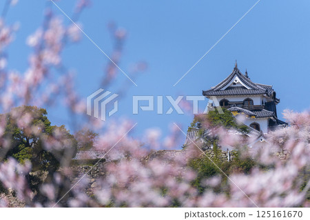 彥根城櫻花盛開 125161670