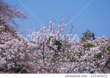 Hikone Castle covered in cherry blossoms in full bloom Hikone Castle covered in cherry blossoms in full bloom 125161672