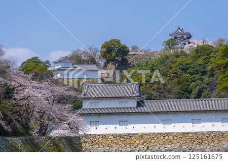 Hikone Castle covered in cherry blossoms in full bloom Hikone Castle covered in cherry blossoms in full bloom 125161675
