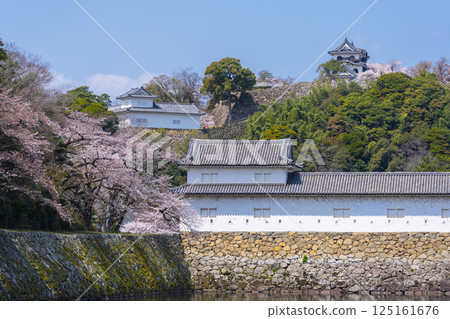 Hikone Castle covered in cherry blossoms in full bloom Hikone Castle covered in cherry blossoms in full bloom 125161676