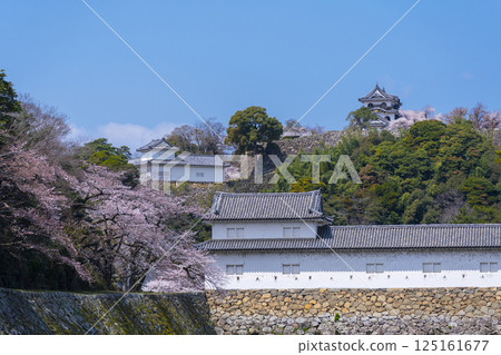 Hikone Castle covered in cherry blossoms in full bloom 125161677