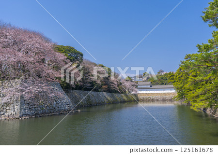 Hikone Castle covered in cherry blossoms in full bloom 125161678