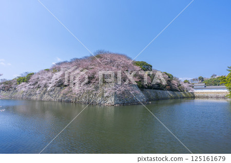 彥根城外護城河盛開的櫻花 125161679