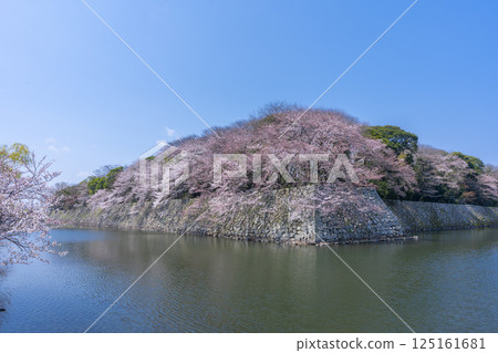 The outer moat of Hikone Castle covered in cherry blossoms in full bloom The outer moat of Hikone Castle covered in cherry blossoms in full bloom 125161681
