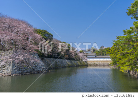 The outer moat of Hikone Castle covered in cherry blossoms in full bloom 125161682