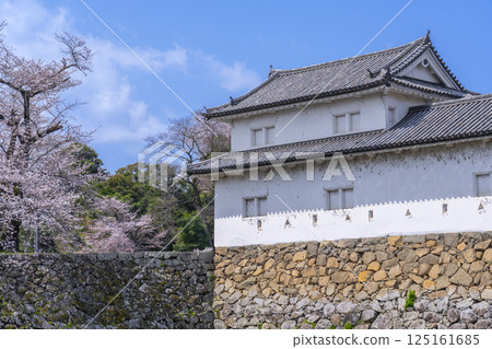Hikone Castle Sawawa Many Opener and Sakura 125161685