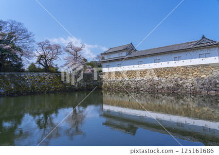 彥根城堡Sawawa許多開瓶器和櫻花 125161686