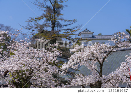 彥根城:表門橋附近櫻花盛開 彥根城:表門橋附近櫻花盛開 125161687