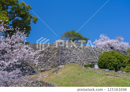 Hikone Castle: Sakura viewing platform (former Sakura viewing tower) during cherry blossom season 125161696