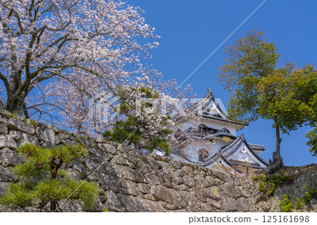 彥根城塔與盛開的櫻花 125161698
