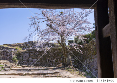 彥根城、太鼓門塔、櫻花盛開 彥根城、太鼓門塔、櫻花盛開 125161699