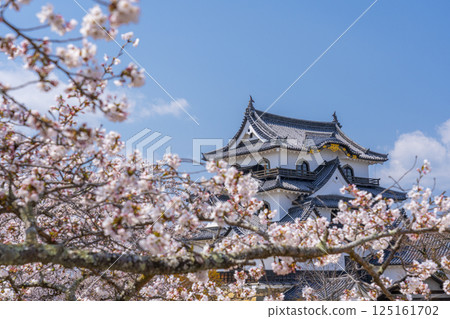 Hikone Castle tower and cherry blossoms in full bloom Hikone Castle tower and cherry blossoms in full bloom 125161702
