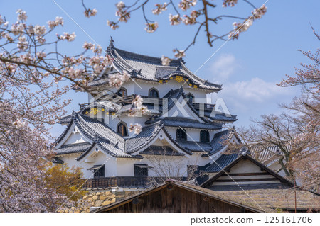 Hikone Castle tower and cherry blossoms in full bloom 125161706