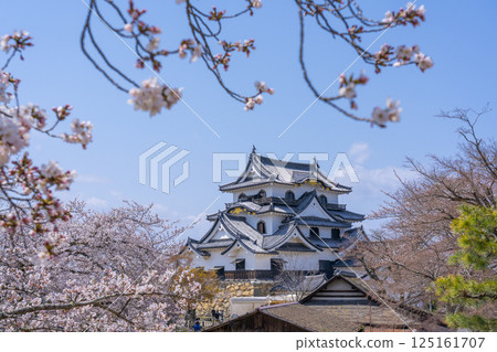 Hikone Castle tower and cherry blossoms in full bloom 125161707