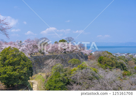 彥根城和盛開的櫻花-從滝見台(舊滝見塔)眺望 彥根城和盛開的櫻花-從滝見台(舊滝見塔)眺望 125161708