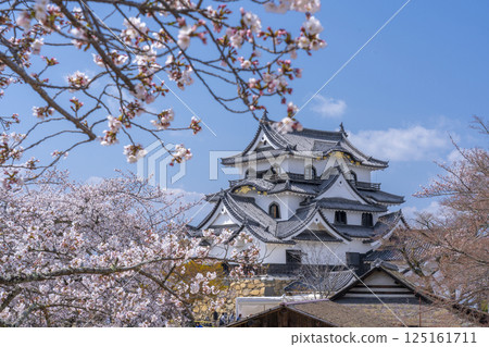 彥根城塔與盛開的櫻花 彥根城塔與盛開的櫻花 125161711