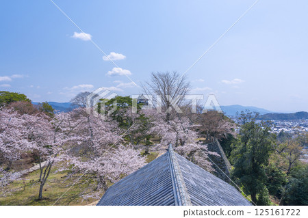 從西之丸三層塔眺望被櫻花環繞的彥根城 從西之丸三層塔眺望被櫻花環繞的彥根城 125161722