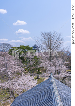 View of Hikone Castle surrounded by cherry blossoms from the Nishinomaru Three-story Tower View of Hikone Castle surrounded by cherry blossoms from the Nishinomaru Three-story Tower 125161723
