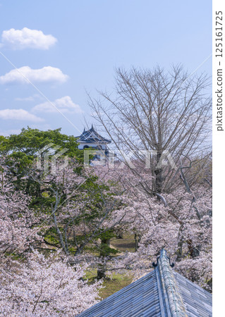 View of Hikone Castle surrounded by cherry blossoms from the Nishinomaru Three-story Tower View of Hikone Castle surrounded by cherry blossoms from the Nishinomaru Three-story Tower 125161725