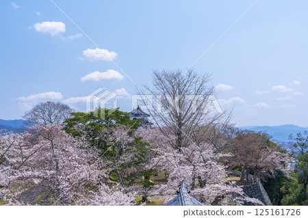 View of Hikone Castle surrounded by cherry blossoms from the Nishinomaru Three-story Tower View of Hikone Castle surrounded by cherry blossoms from the Nishinomaru Three-story Tower 125161726