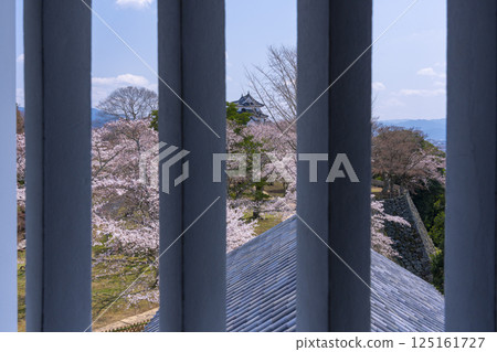 View of Hikone Castle surrounded by cherry blossoms from the Nishinomaru Three-story Tower 125161727