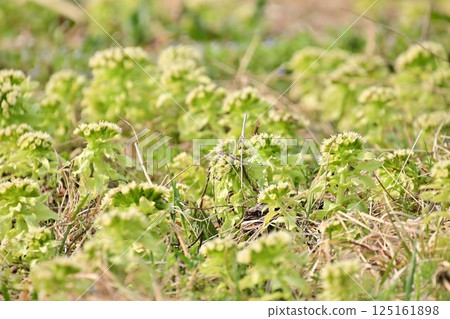 Many butterbur shoots growing in a spring field Many butterbur shoots growing in a spring field 125161898