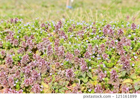 春天田野裡盛開的黃腹百合和白斑花 125161899