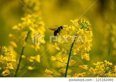 Rape blossoms and tiger bumblebees 125162060
