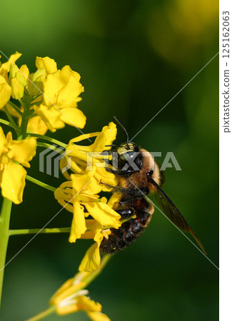 Rape blossoms and tiger bumblebees 125162063
