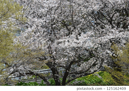 Old cherry trees at Higashitakane Forest Park 125162409