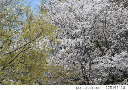 Old cherry trees at Higashitakane Forest Park 125162410