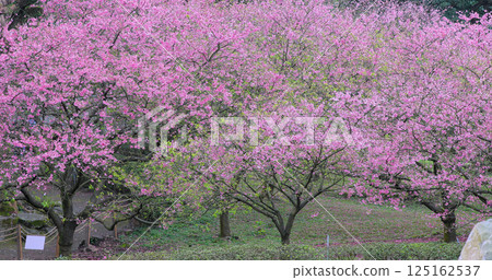 Sakura, cherry blossom viewing, cherry blossoms in bloom, spring, Taiwan, Sakura, cherry 125162537