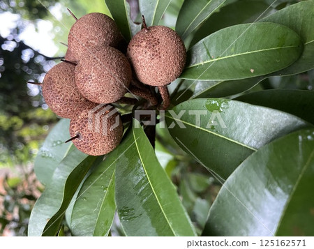 Caqui tree or Sawo kecik ( sapodilla ) bears fruit in the garden tree behind the house 125162571