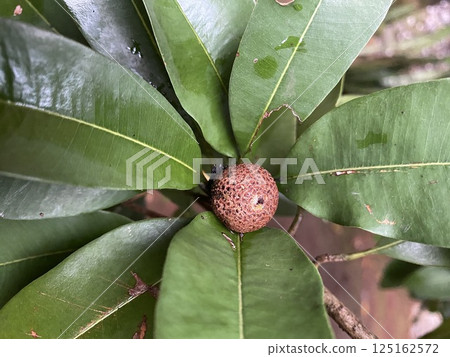 Little Sapodilla fruit in the garden after rain Little Sapodilla fruit in the garden after rain 125162572